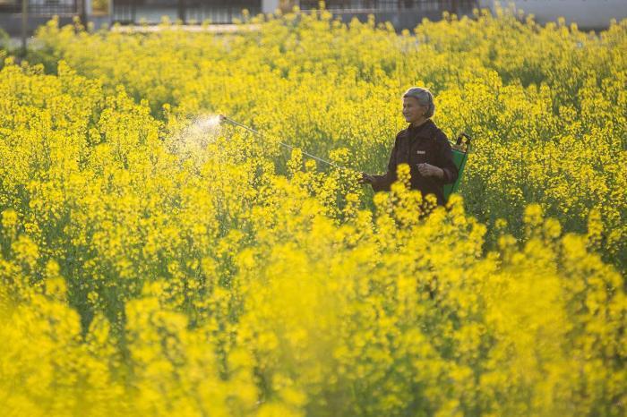 革命老区10万亩油菜花开