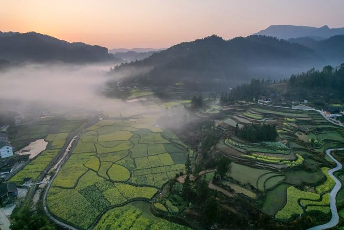 贵州乡村油菜花绽放景色如画